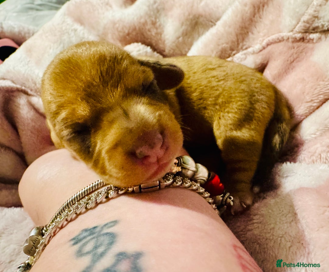 Mixed Breed dogs for sale: Beautiful Dachshunds for sale  - Image 8
