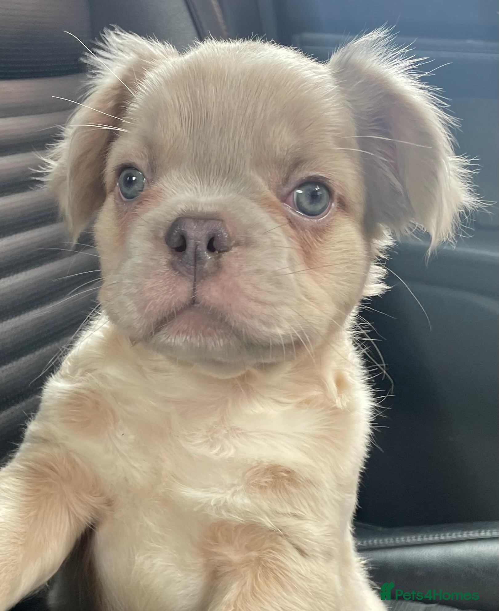 French Bulldog dogs for sale: 🔥 Male Platinum Fluffy Frenchies -Carrying PINK  - Advert 10