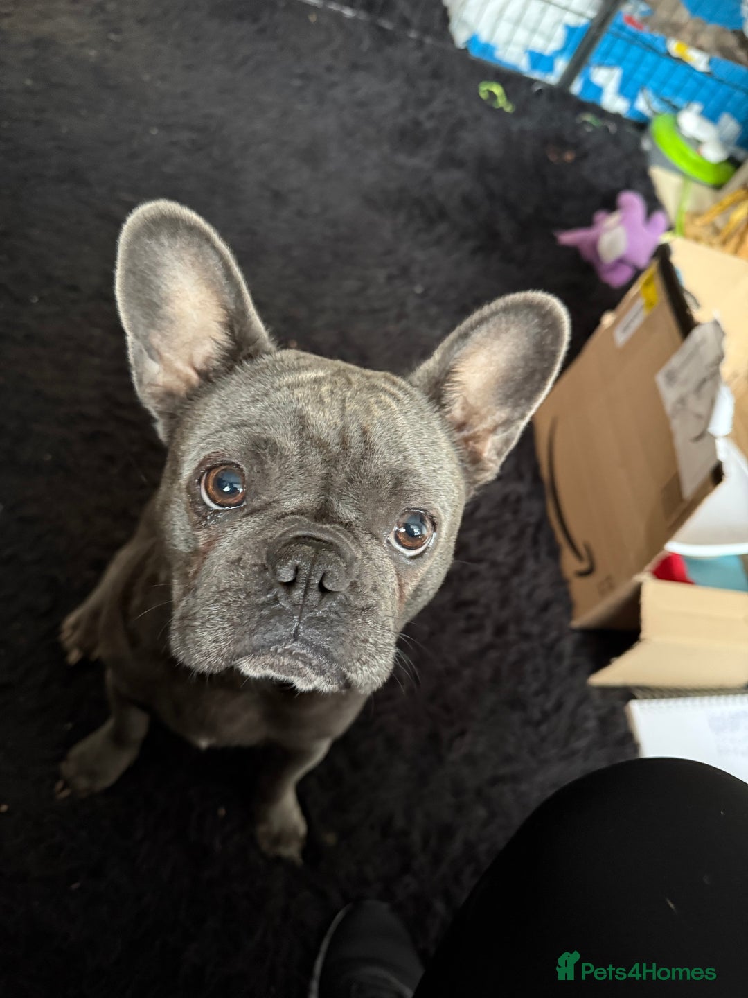 French Bulldog dogs for sale: French bulldog puppies - Advert 15