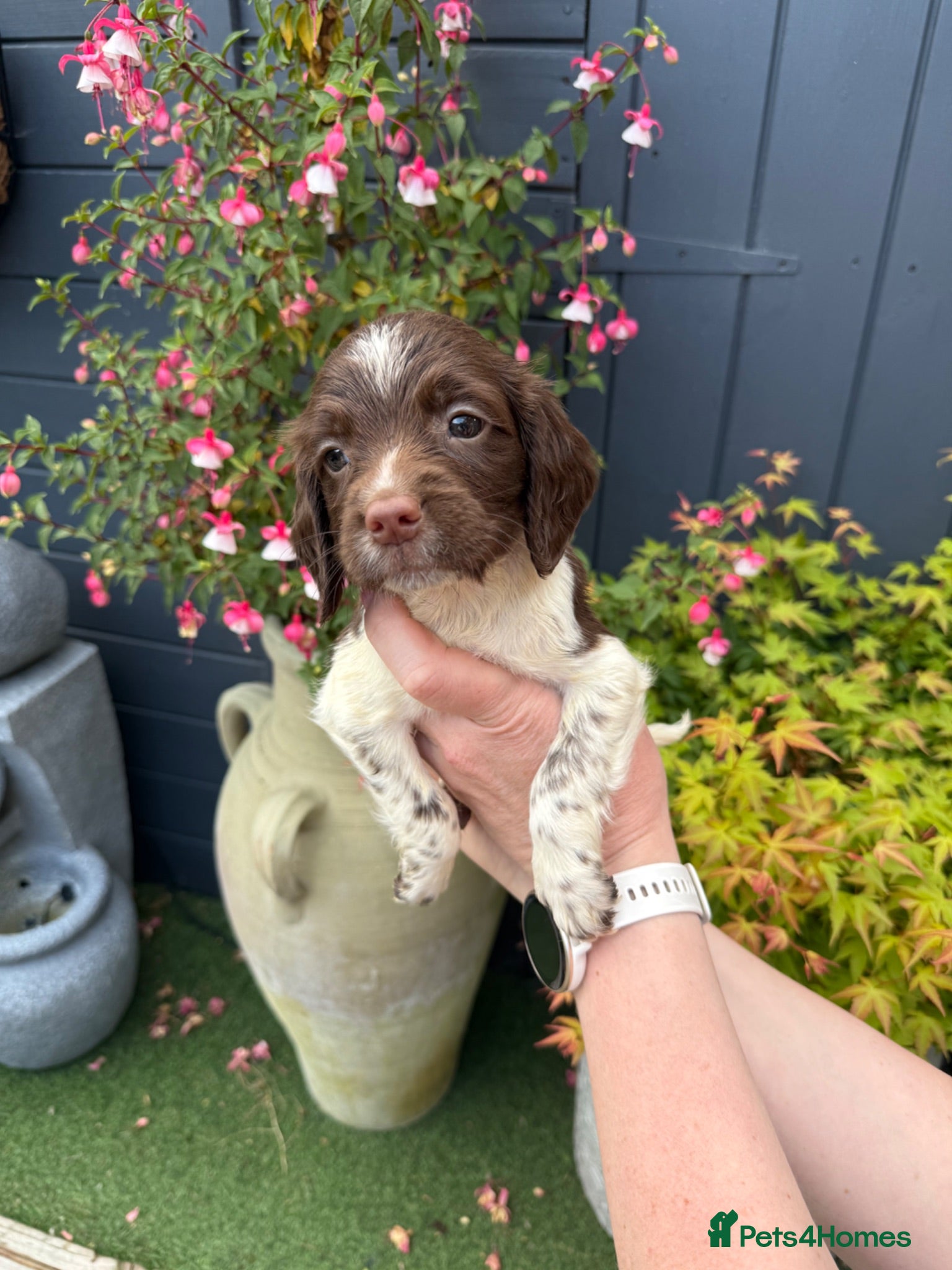 English Springer Spaniel dogs 🐶KC REG SPRINGER SPANIEL PUPPIES READY 3rd JULY🐶 - Advert 2