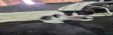 Mixed Breed 1