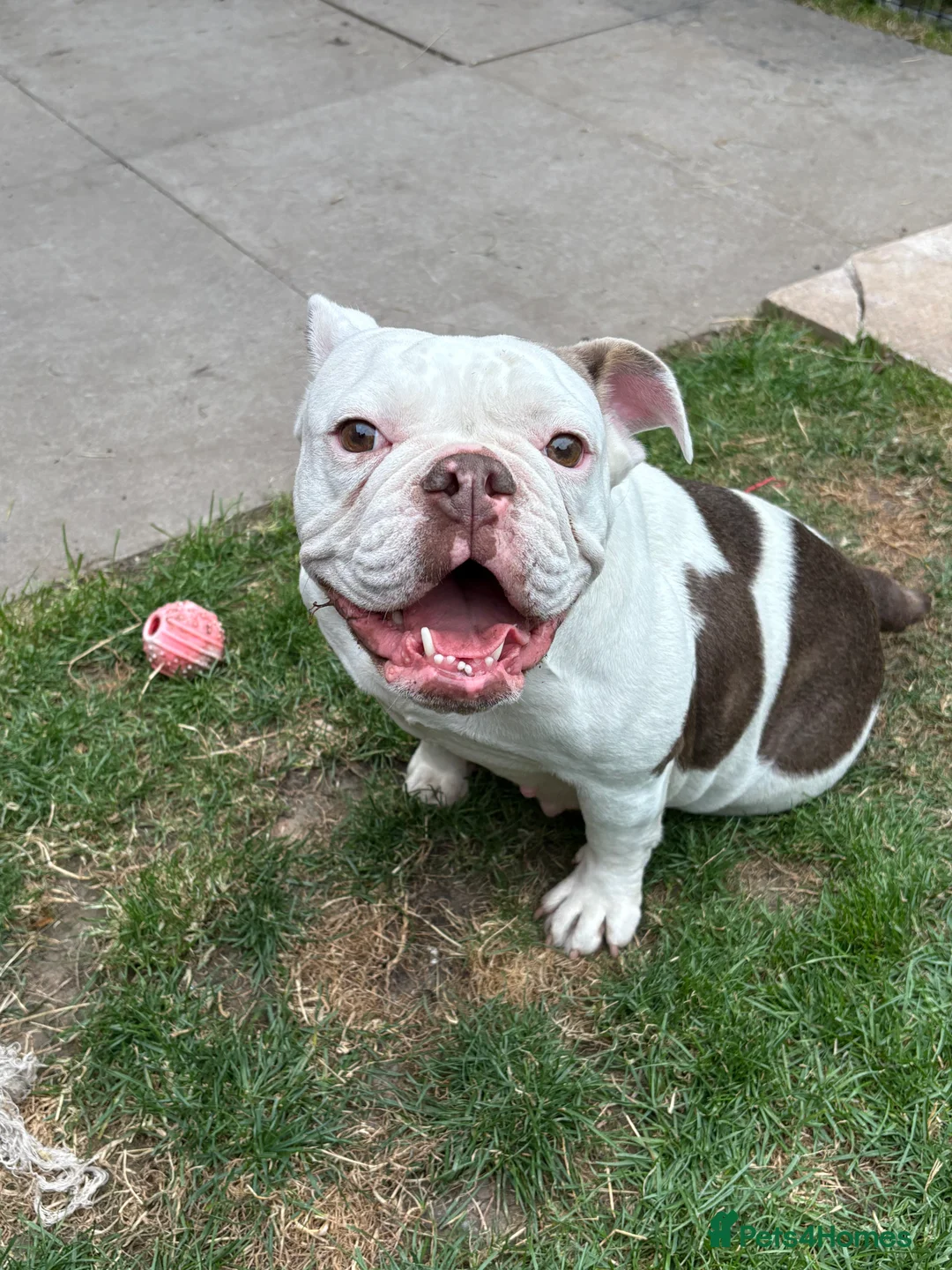 English Bulldog dogs for sale: English bulldog  in Halesowen - Advert 1