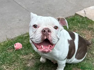 English Bulldog dogs English bulldog in Halesowen - Advert 1