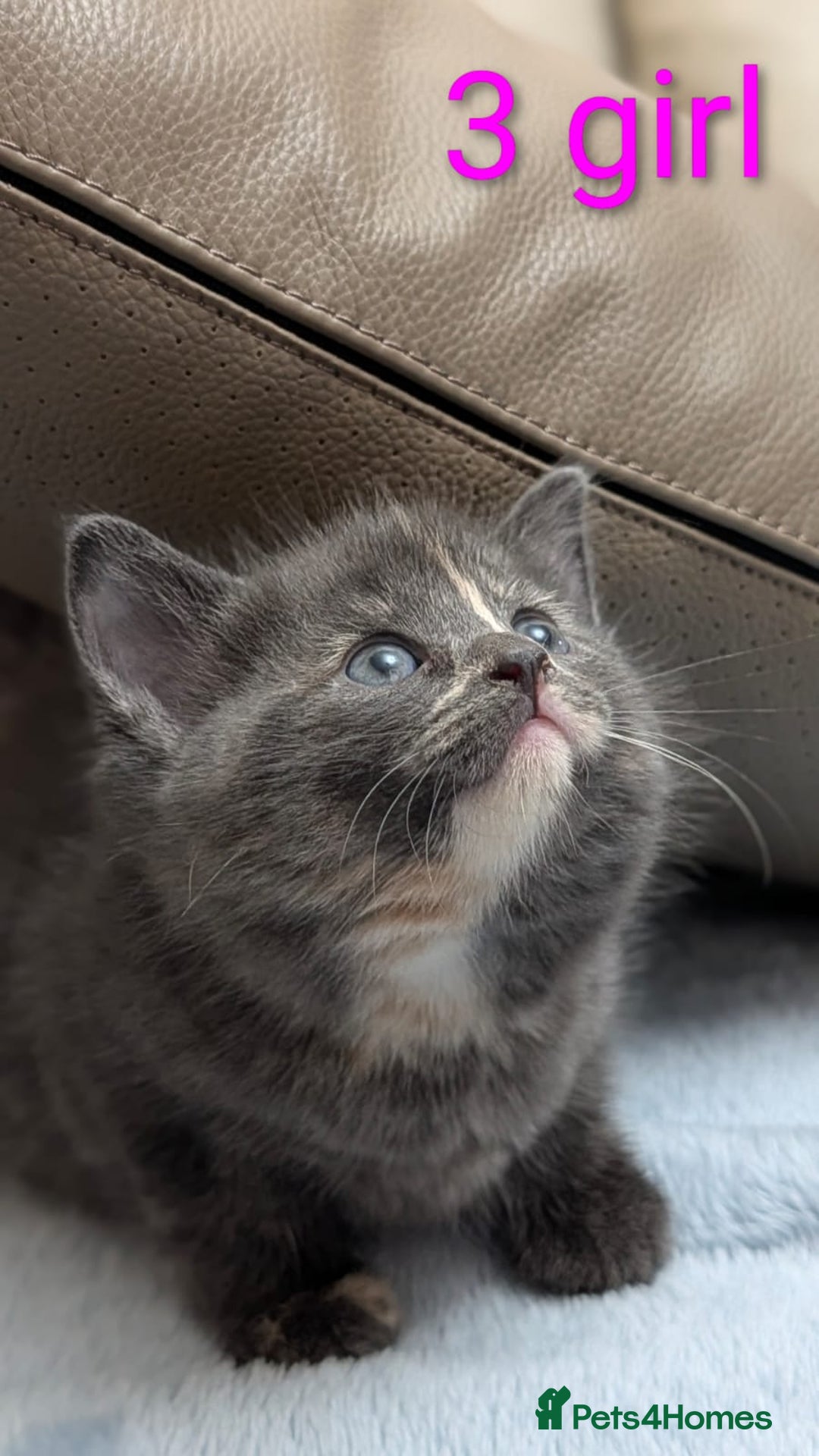 European cats for sale: 4 beautiful kittens for sale - Advert 6