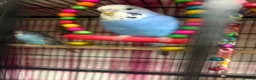 Budgerigars birds for sale: Baby Budgies’s for sale  - Advert 15