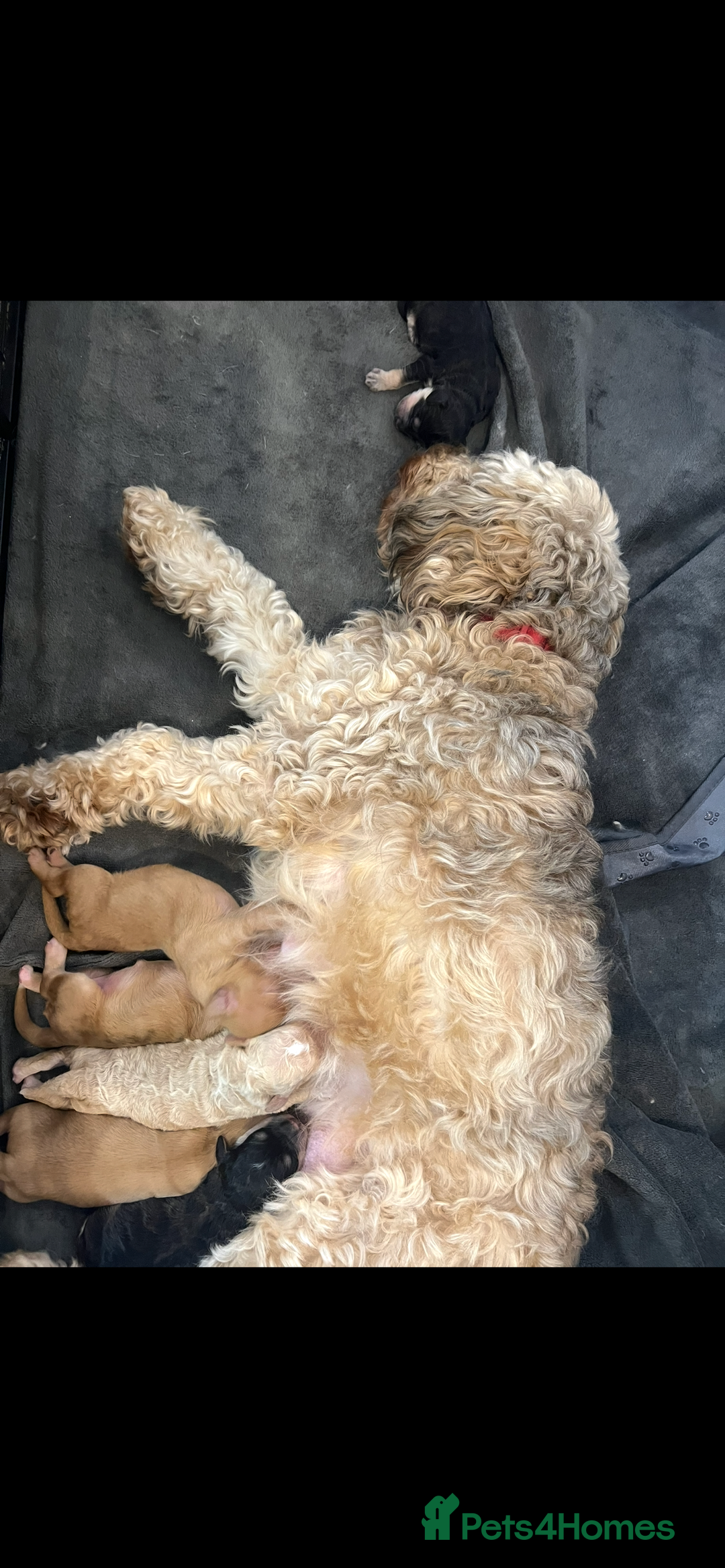Cockapoo dogs for sale: Stunning F1B Cockapoos - Advert 4