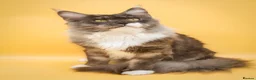 Maine Coon cats for sale: Stunning Maine Coon Kittens Red & Tortie Babies - Advert 4