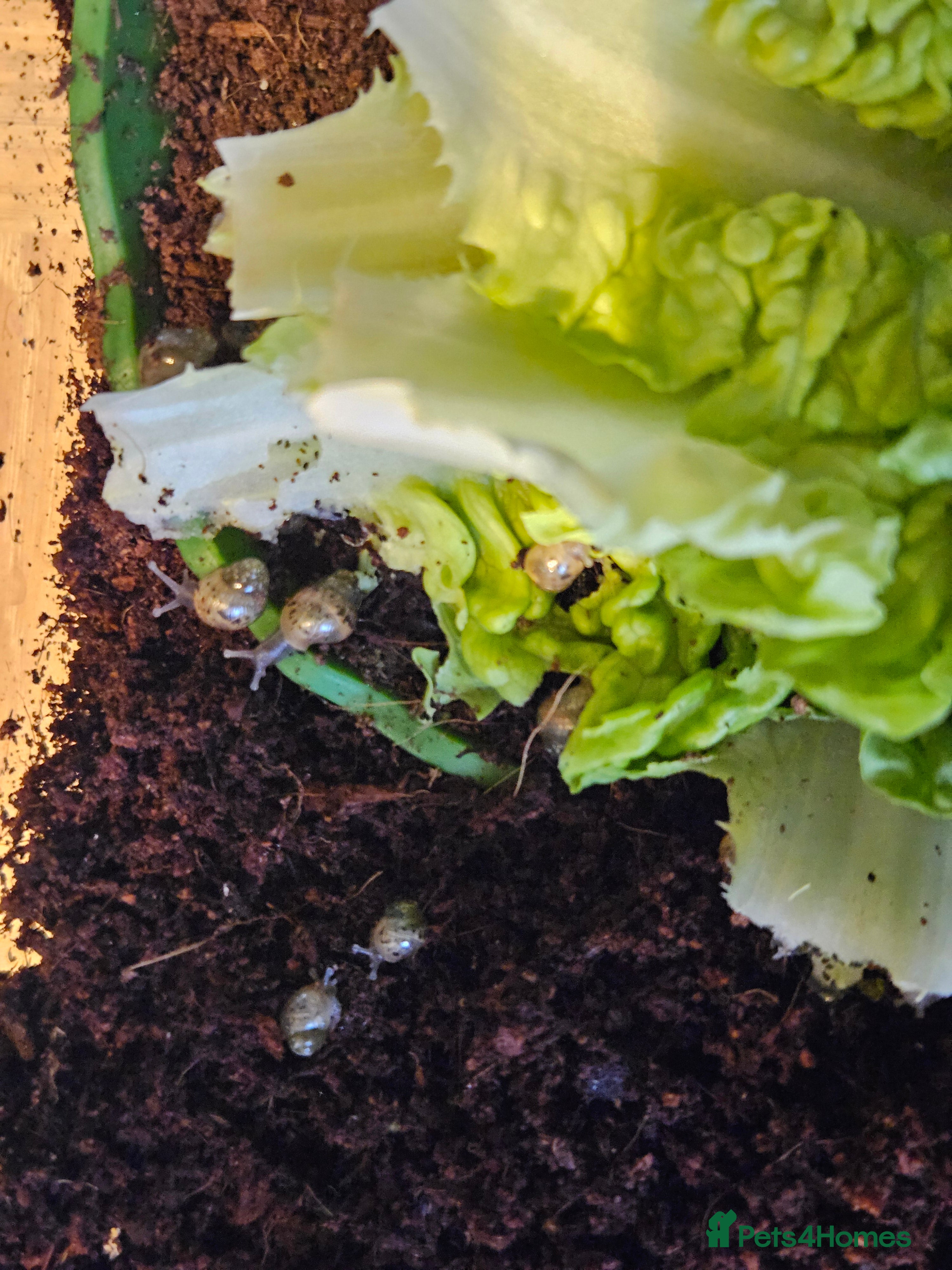 Snails invertebrates African snails  - Advert 7