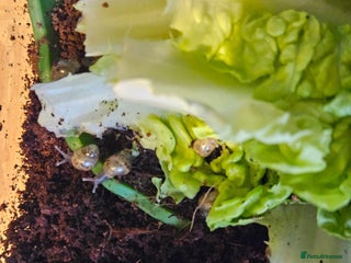 Snails invertebrates - Advert 12