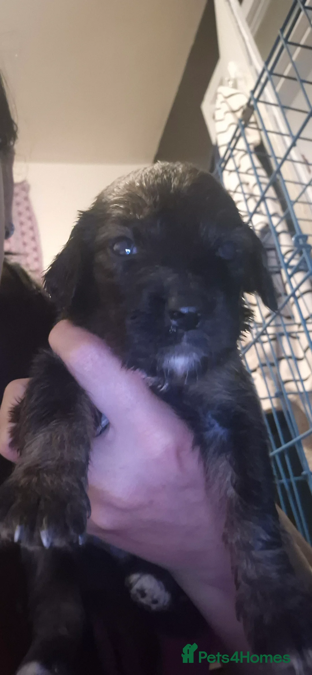 Sprocker dogs for sale: Beautiful sprocker puppies  - Advert 2