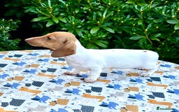 Miniature Dachshund dogs for sale: Amazing Piebald Girls - Image 5