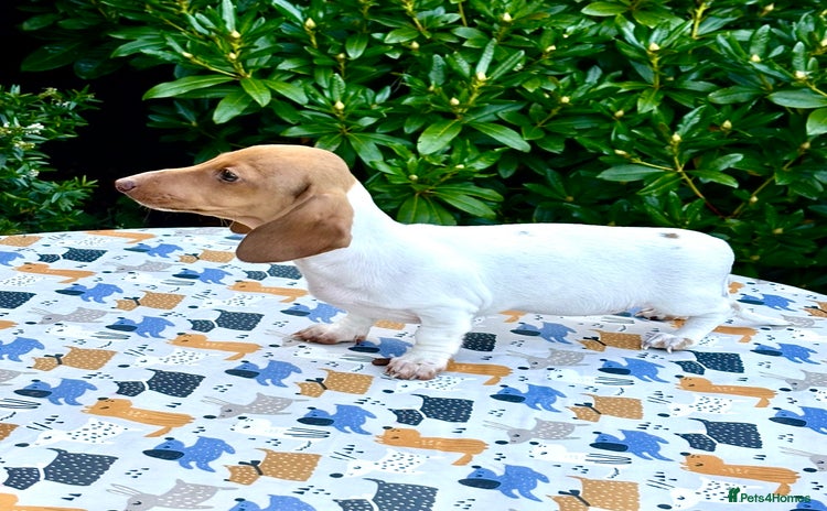 Miniature Dachshund dogs - Advert 6
