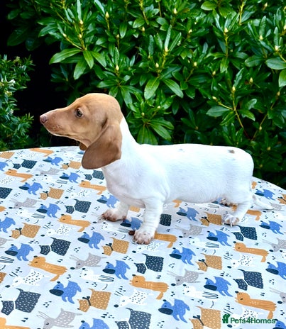Miniature Dachshund dogs - Advert 2