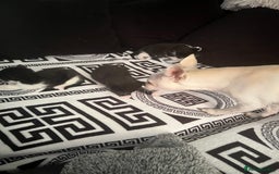 Mixed Breed cats for sale: Toxido kittens  - Image 11