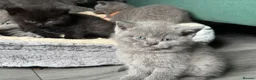 British Shorthair cats for sale: Exceptional BSH kittens  - Advert 15