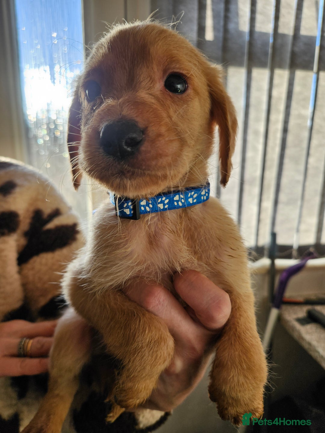 Labradoodle dogs for sale: 9 gorgeous labradoodles, red fox and cream - Advert 3