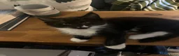 Maine Coon cats for sale: Maine Coon Kittens  - Advert 27