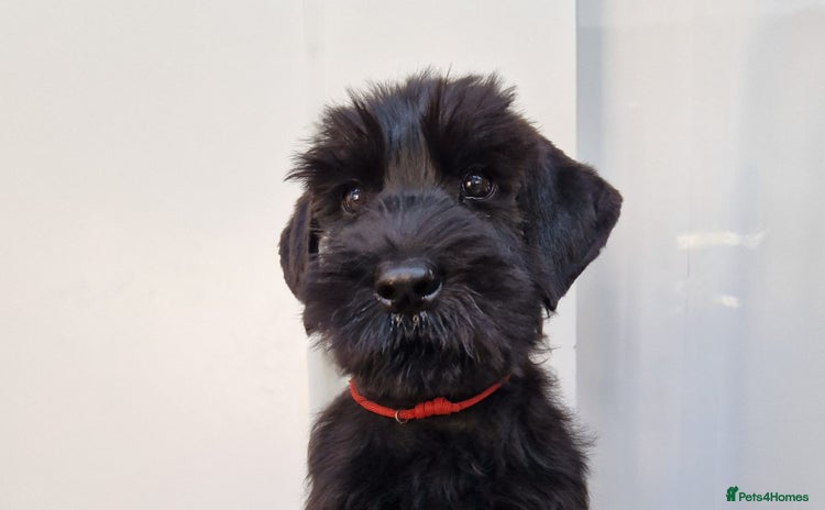 Giant Schnauzer dogs - Advert 1
