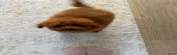 Toy Poodle dogs for sale: Two Adorable Toy Poodles – One Boy & One Girl  - Advert 7