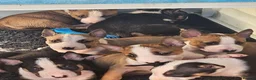 English Bull Terrier dogs for sale: English bullterrier pups for sale - Advert 2