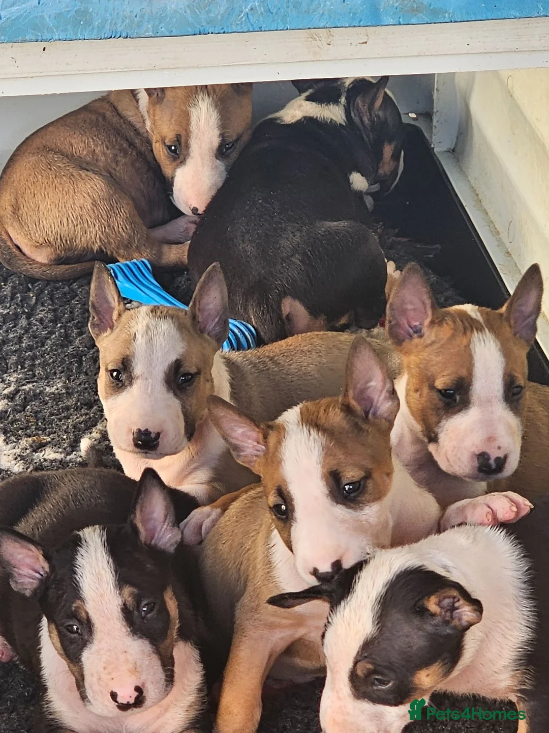English Bull Terrier dogs for sale: English bullterrier pups for sale - Advert 2