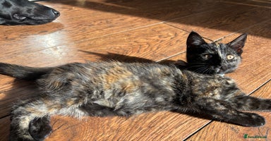 Mixed Breed cats - Advert 16