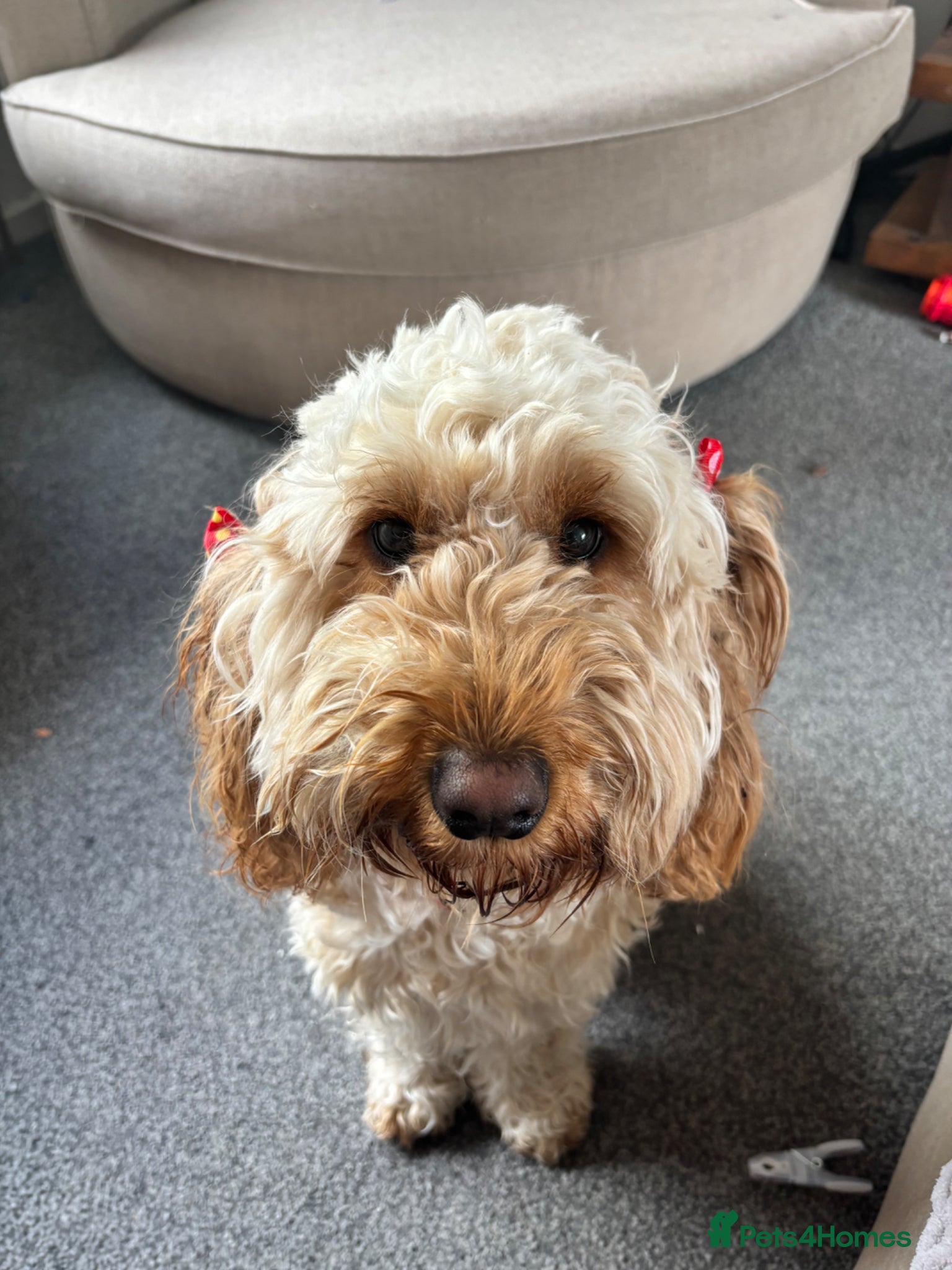 Cockapoo dogs 1 year old Nala looking for forever home - Advert 2
