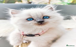Ragdoll cats for sale: Gorgeous Snow Leocats: RagdollxSiberianxHimalayan! - Image 13
