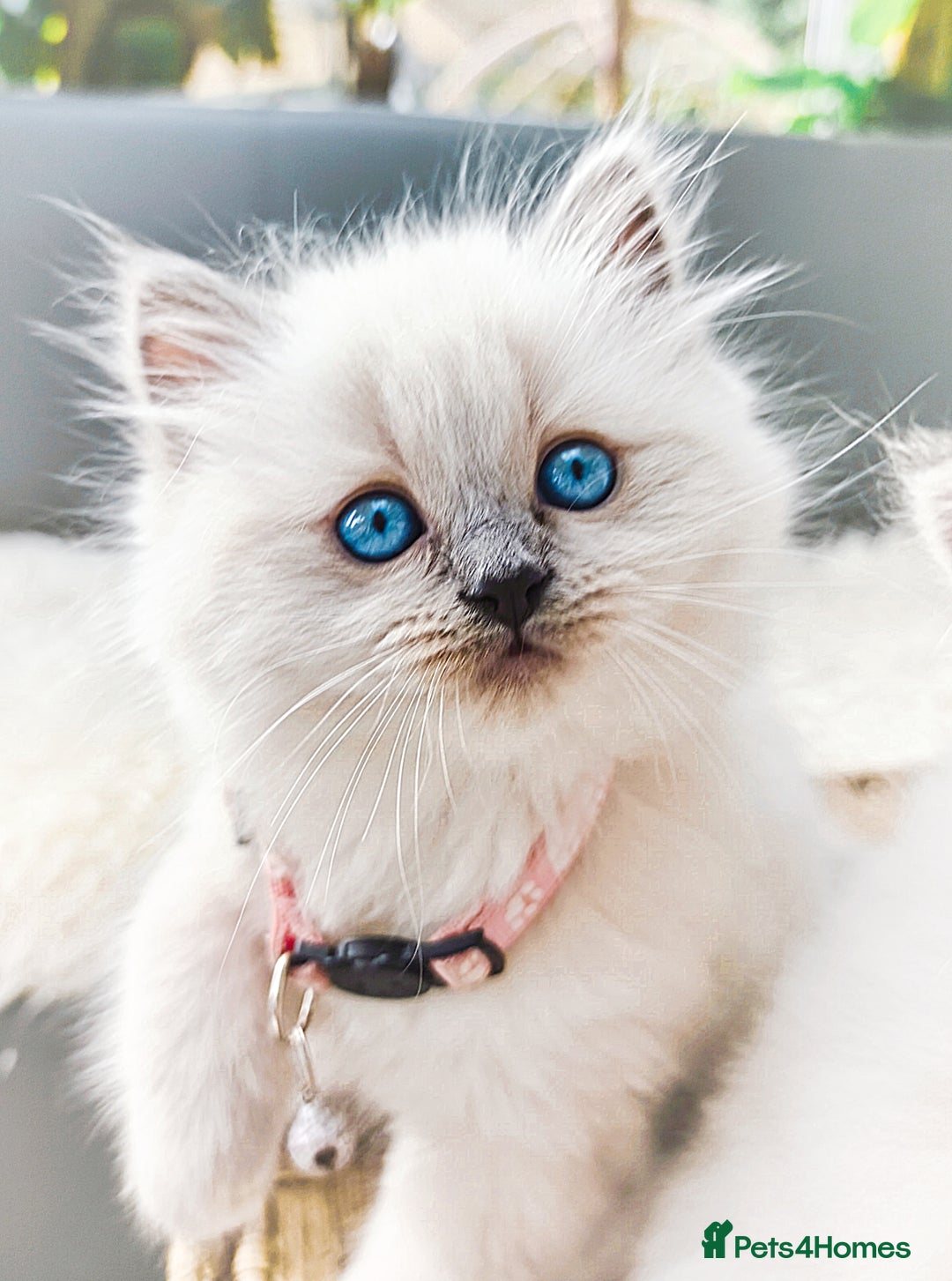 Ragdoll cats for sale: Gorgeous Snow Leocats: RagdollxSiberianxHimalayan! - Image 13