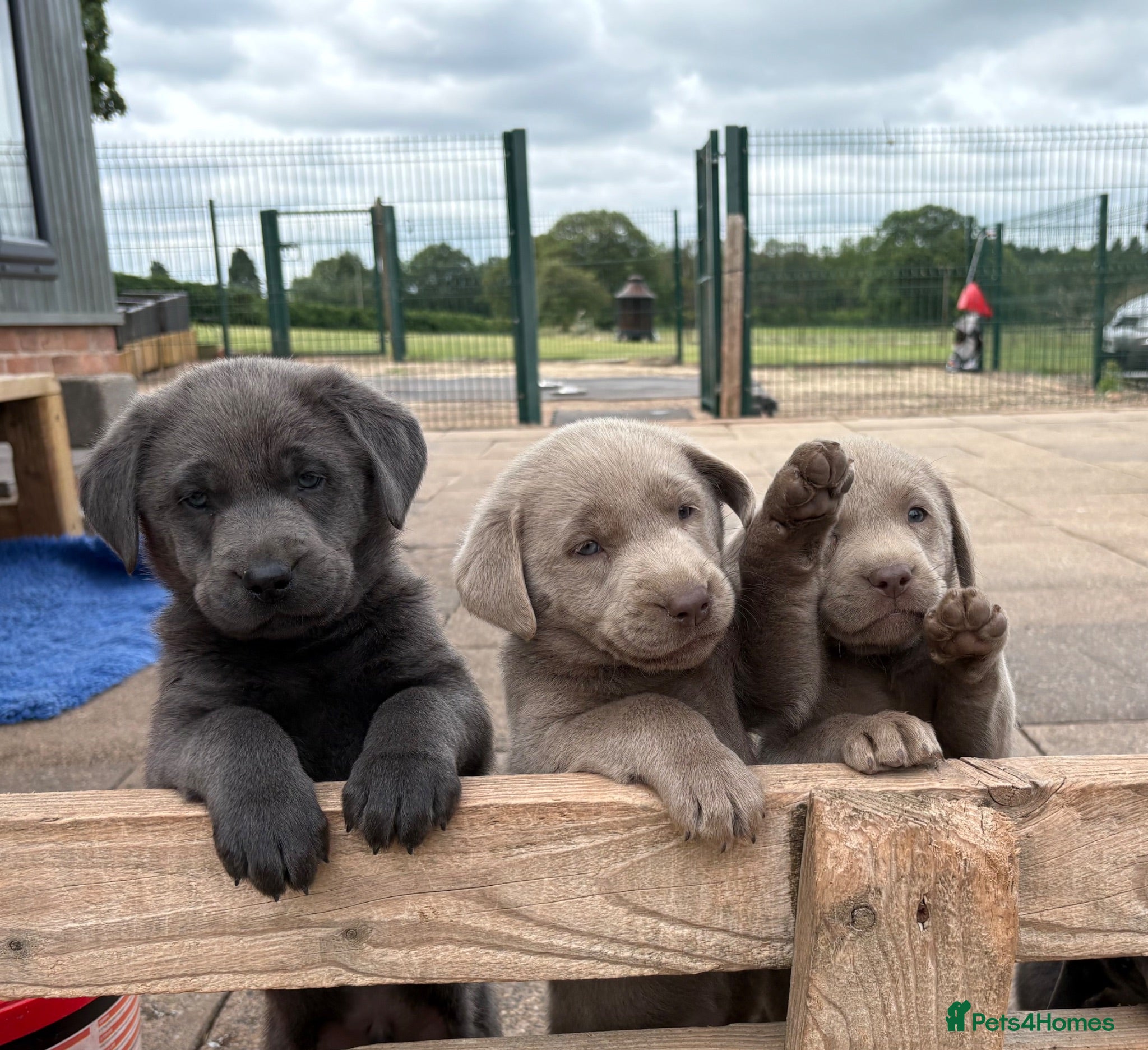 Labrador Retriever dogs Gorgeous KC Silver & Charcoal Labrador Pups - Advert 1
