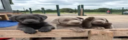 Labrador Retriever dogs for sale: Gorgeous KC Silver & Charcoal Labrador Pups - Advert 8