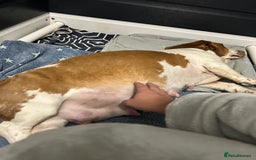 Basset Hound dogs for sale: Lemon and white basset pups - Image 17