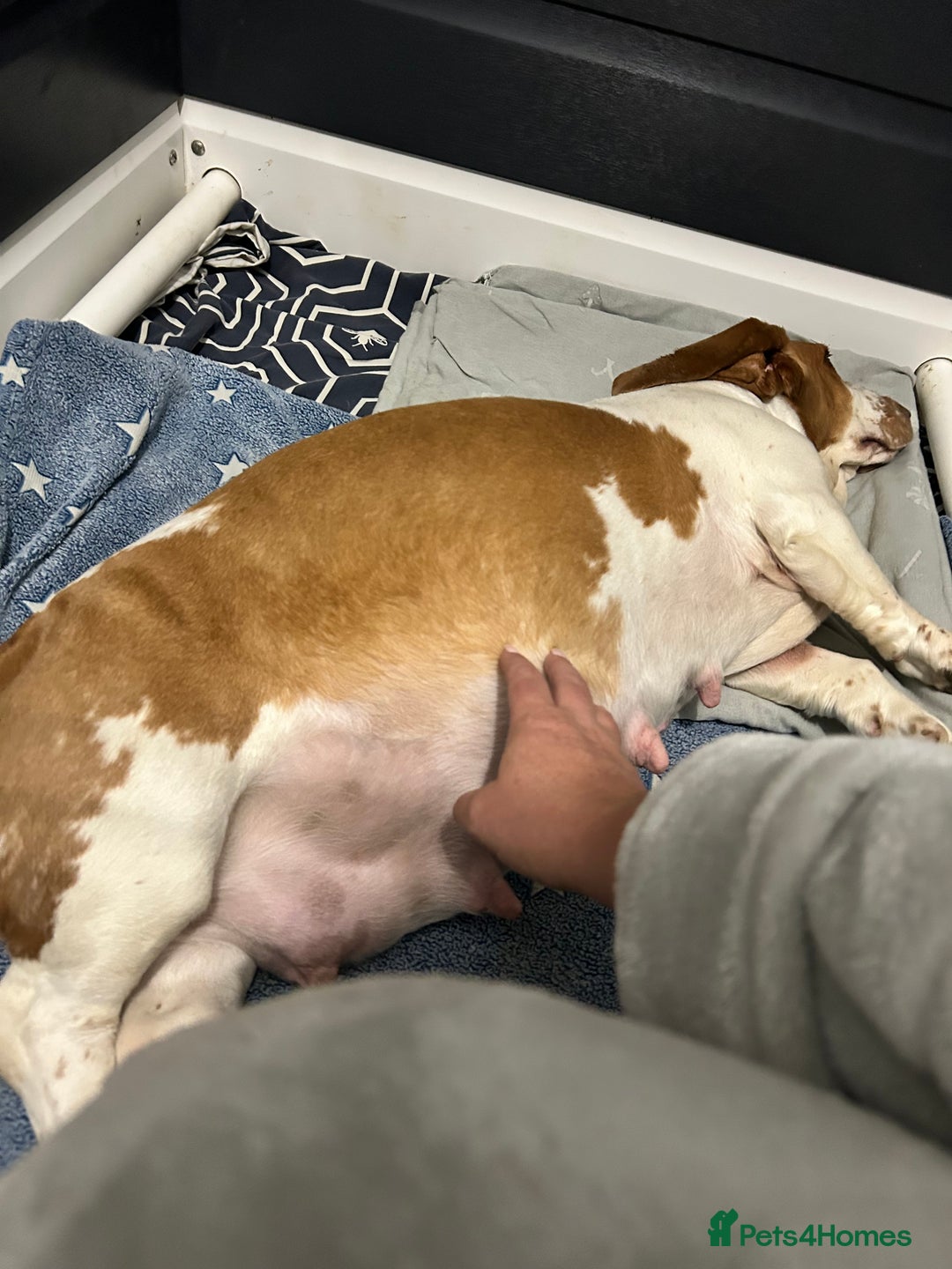 Basset Hound dogs for sale: Lemon and white basset pups - Image 17