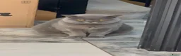 British Shorthair cats for sale: [House Cat] Quiet loving family home for Poppy  - Advert 22