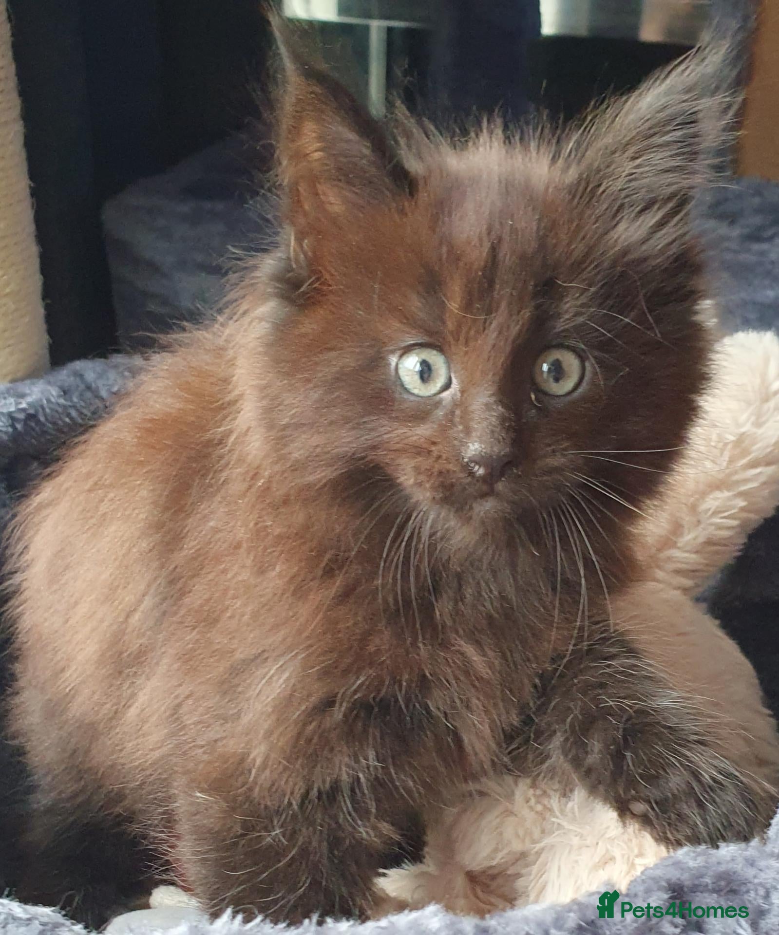 Maine Coon cats STUNNING MAIN COONS - Advert 2