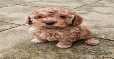 Cavapoo dogs - Advert 5