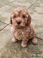 Cavapoo dogs - Advert 5