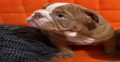 English Bulldog dogs - Advert 7