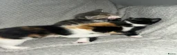 Mixed Breed cats for sale: Beautiful Domestic Shorthair Kittens  🐾 - Advert 15