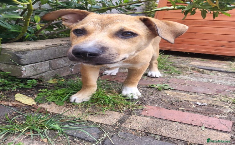 Mixed Breed dogs - Advert 1