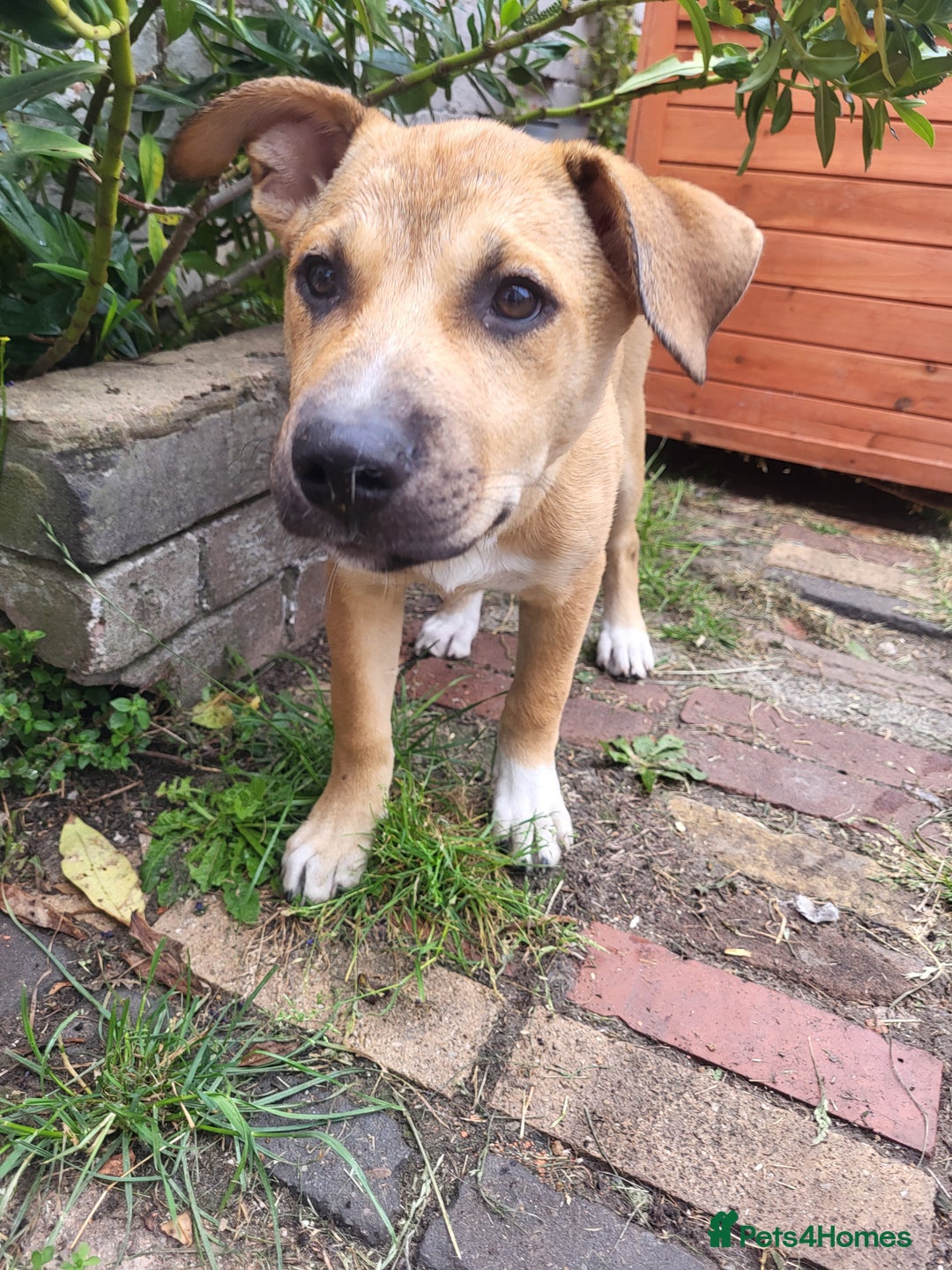 Mixed Breed dogs for sale: Ren (rennifer)  - Image 1