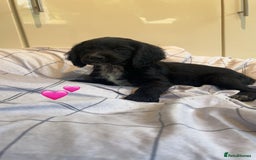 Cocker Spaniel dogs for sale: Cocker spaniel puppies - Image 10