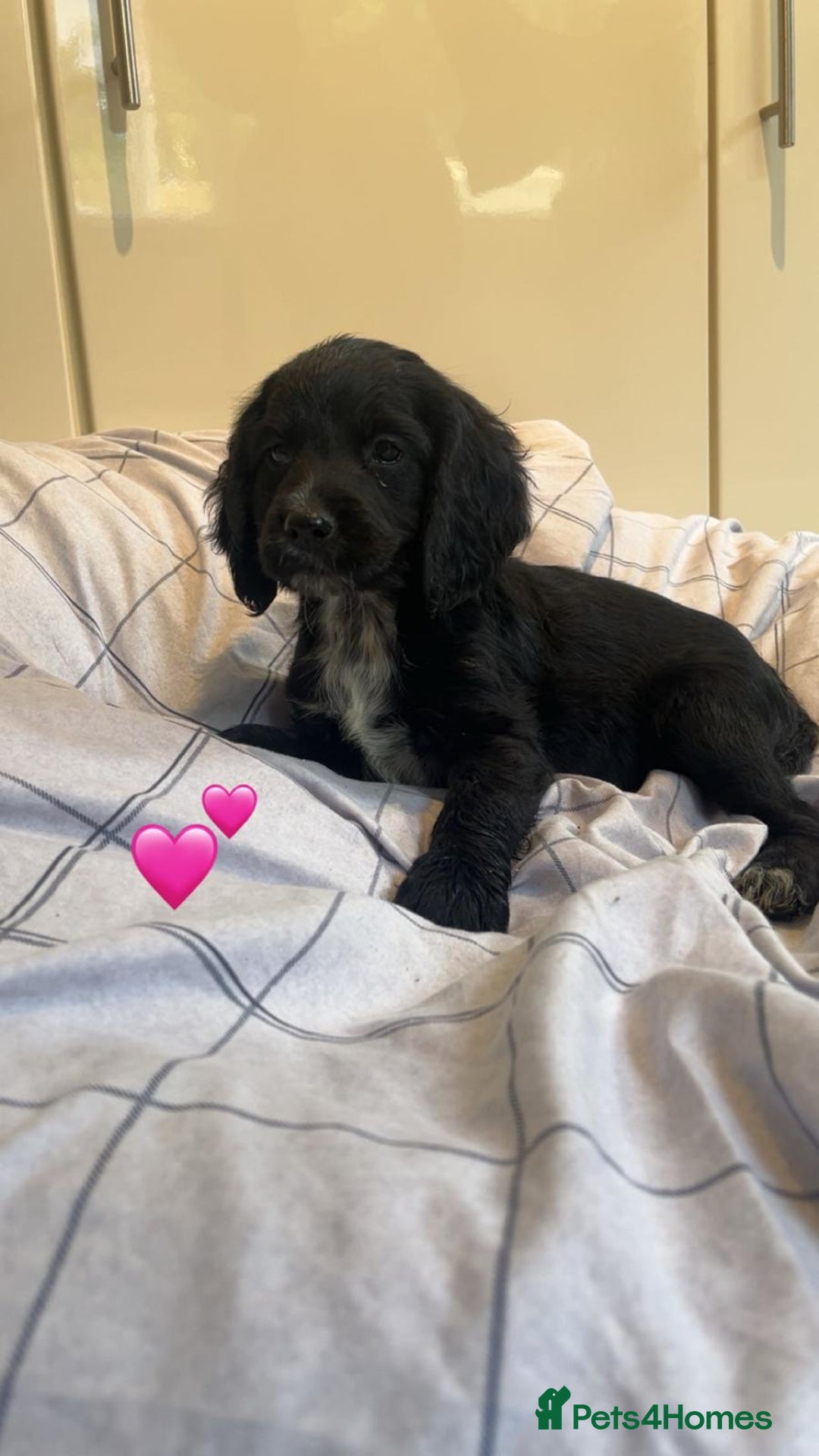 Cocker Spaniel dogs for sale: Cocker spaniel puppies - Image 10