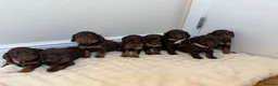 Cocker Spaniel dogs for sale: Working cocker spaniel  in Telford - Advert 2