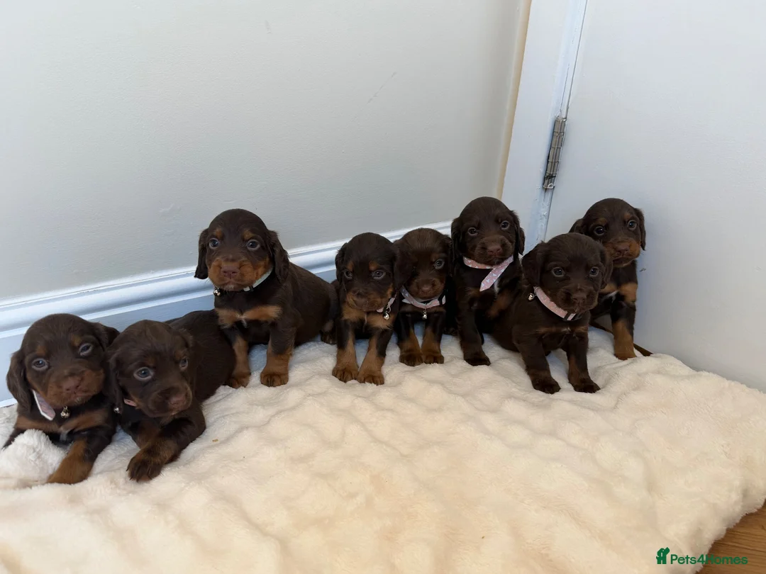Cocker Spaniel dogs for sale: Working cocker spaniel  in Telford - Advert 2