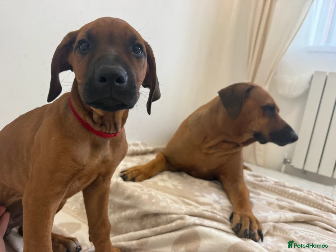 Rhodesian Ridgeback dogs for sale: KC registered, the last girl. The right home. in Portsmouth - Advert 2