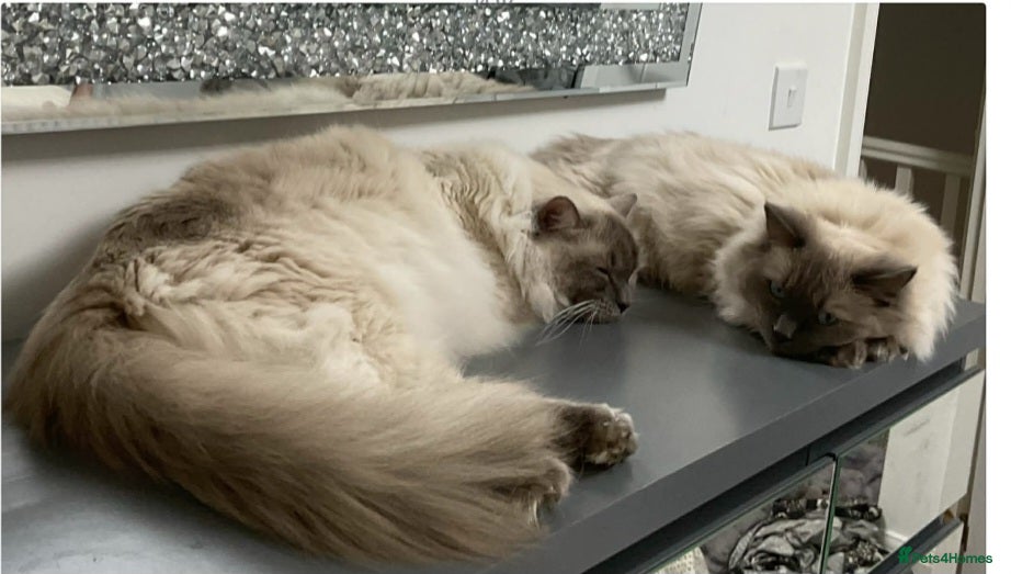 Ragdoll cats 2 ragdolls - Advert 1