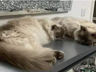 Ragdoll cats 2 ragdolls - Advert 1