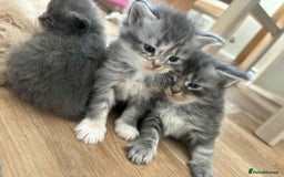 Maine Coon cats for sale: 3/4 maine coon kittens - Image 7