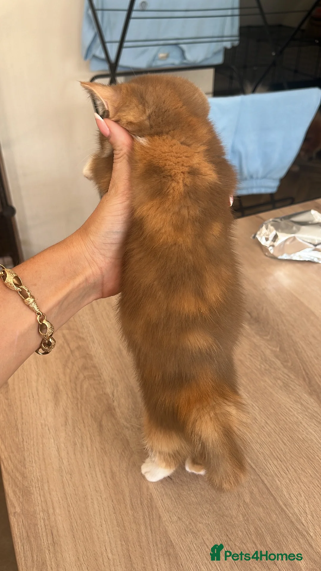 British Shorthair cats for sale: chunky cinnamon girl available active or non  - Advert 2